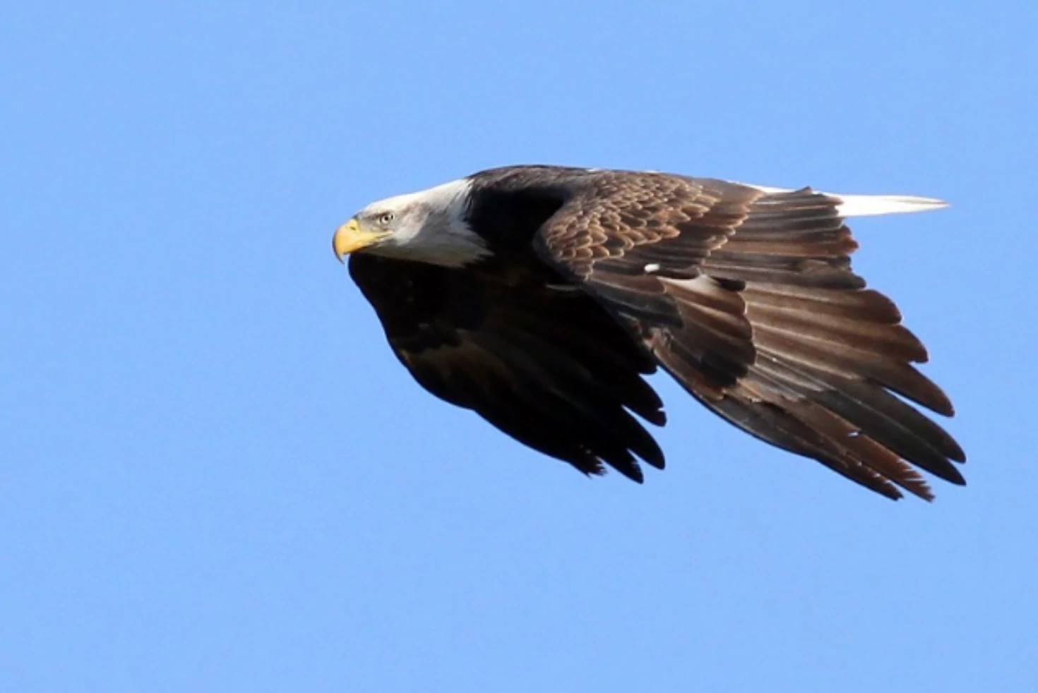 A bald eagle soars in a blue sky. 